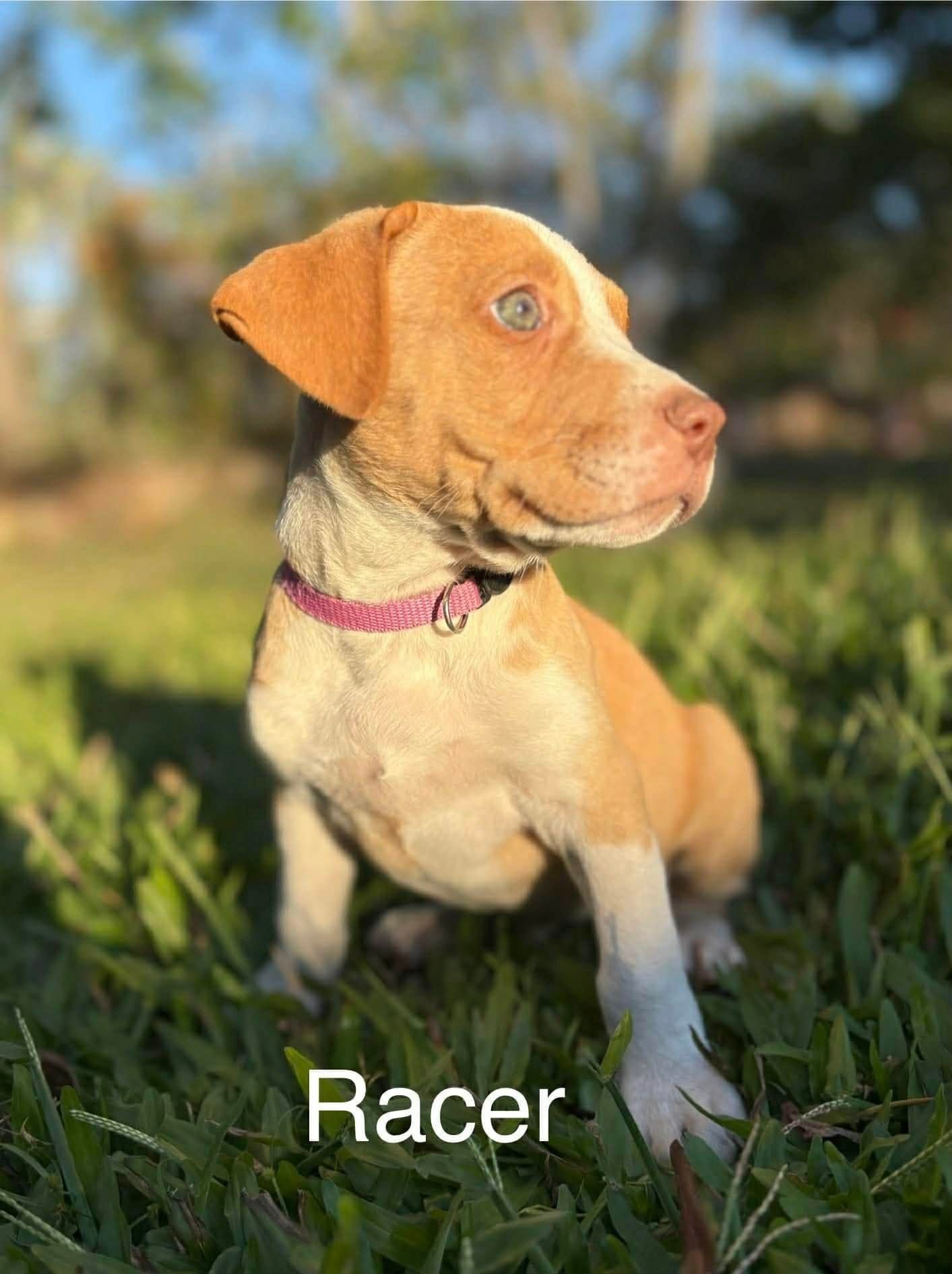 Racer Racer